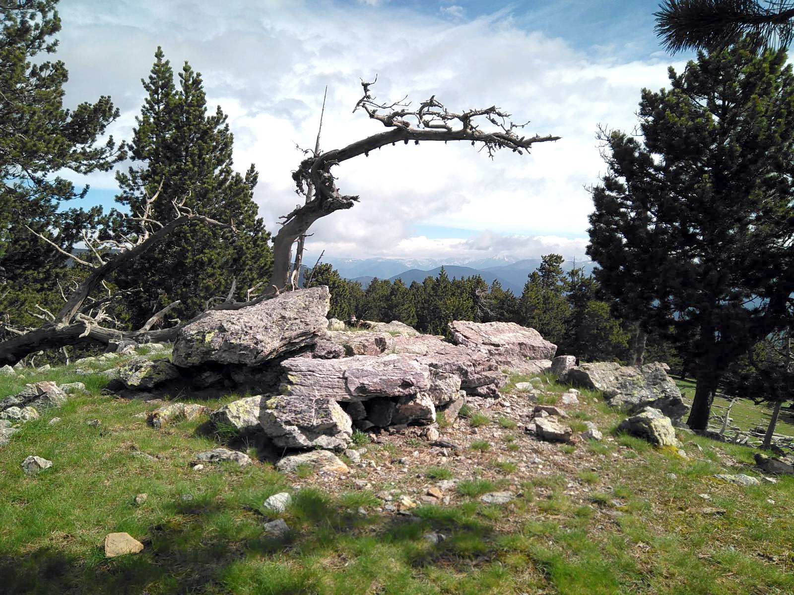 Foto d'una formació de troncs morts en el bosc.