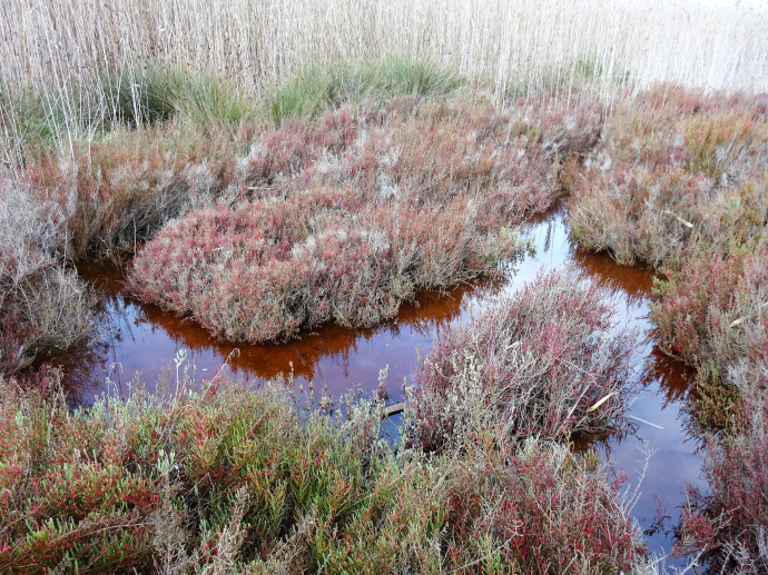 Espai Natural del riu Llobregat (Bunyola-Carrabiners-Semàfor)