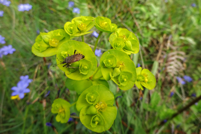 Els insectes a la Vall d’Horta