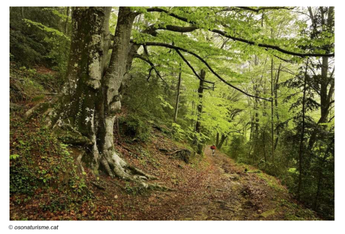 Bosc de tardor a la Fageda de la Grevolosa