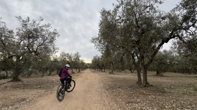 Oliveres, boscos i vinyes, entre el Baix Llobregat i l’Anoia