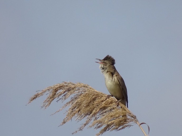 Delta del Llobregat (Cal Tet - El Remolar)