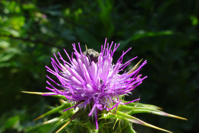 Trobada informal amb els insectes del torrent de La Grípia (Itinerari Entomològic)