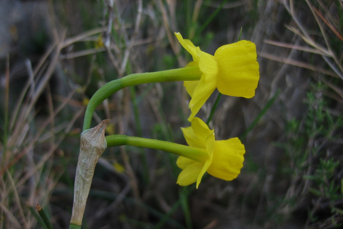 Flora de codina del Parc Natural de St. Llorenç del Munt i l’Obac