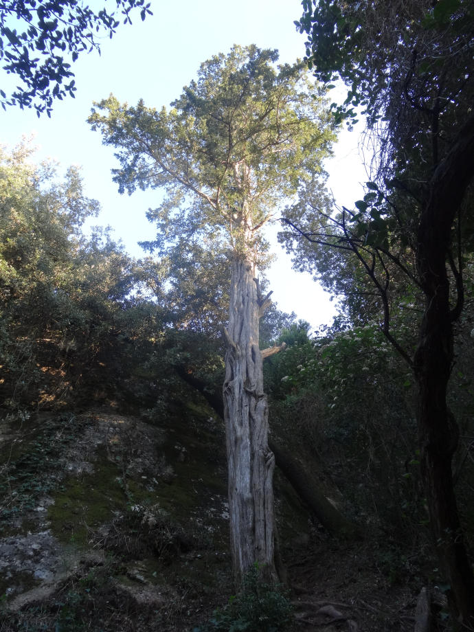 Volta a la capçalera del torrent de les Vendranes