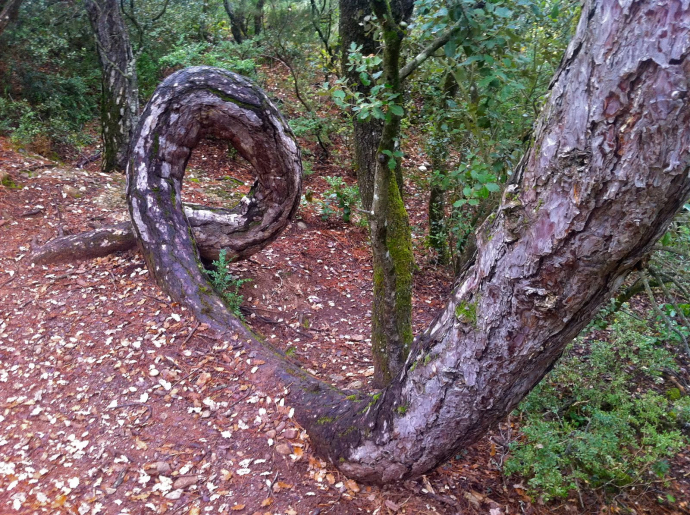 Pins cargolats del Parc de Sant Llorenç i Serra de l'Obac