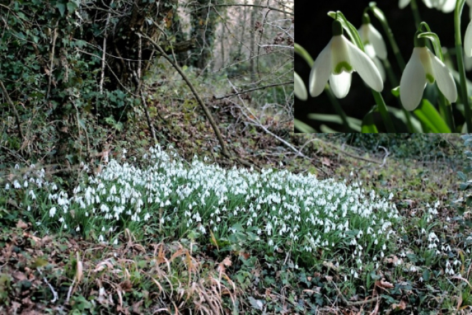 Bosc de ribera de la Riera del Gai, Moià