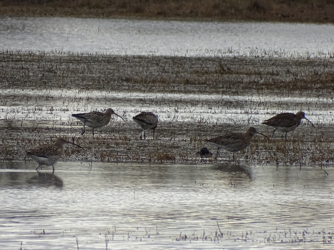 Delta del Llobregat