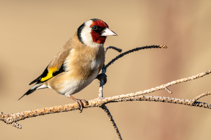 Anella verda de Terrassa