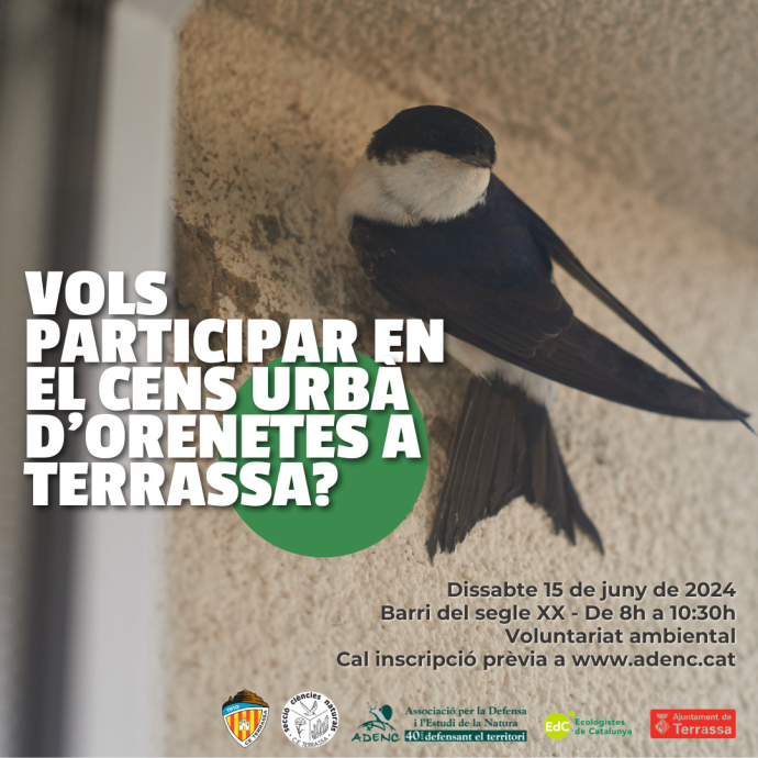 Jornada de cens d'oreneta cuablanca a Terrassa