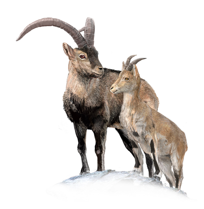 Seguiment de fauna silvestre