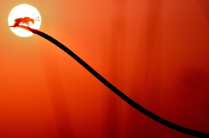 Natura de proximitat