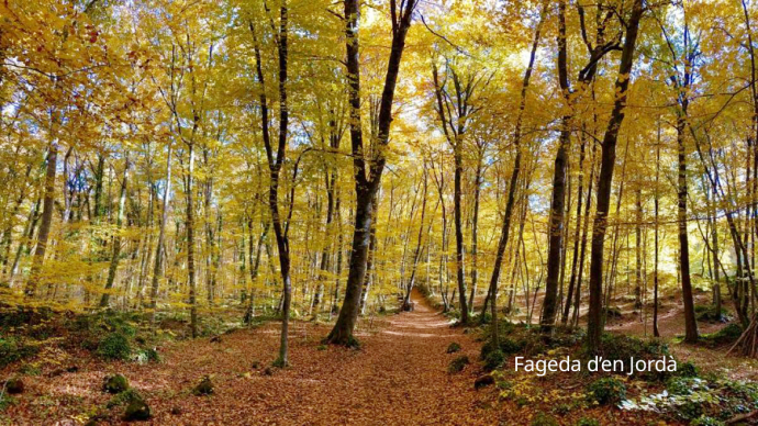Font Moixina - Fageda d'en Jordà