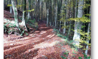Les roques encantades - Ecologia dels bolets