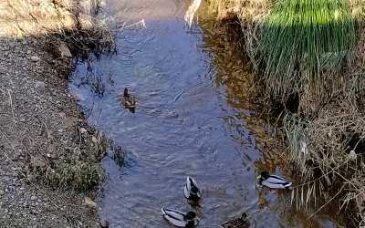 Sortida ornitològica a la riera del Palau amb l'Adenc