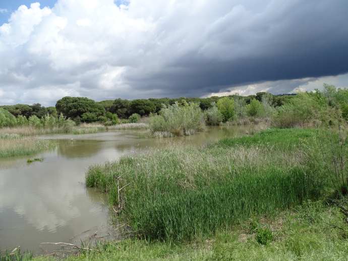 Zona humida de can Dunyó