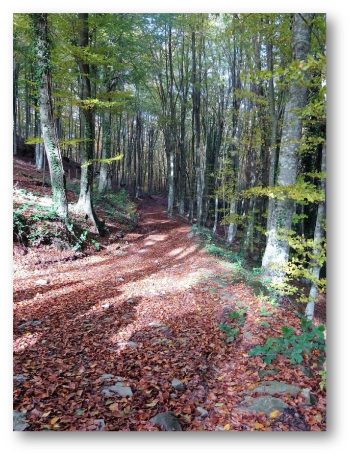Les roques encantades - Ecologia dels bolets