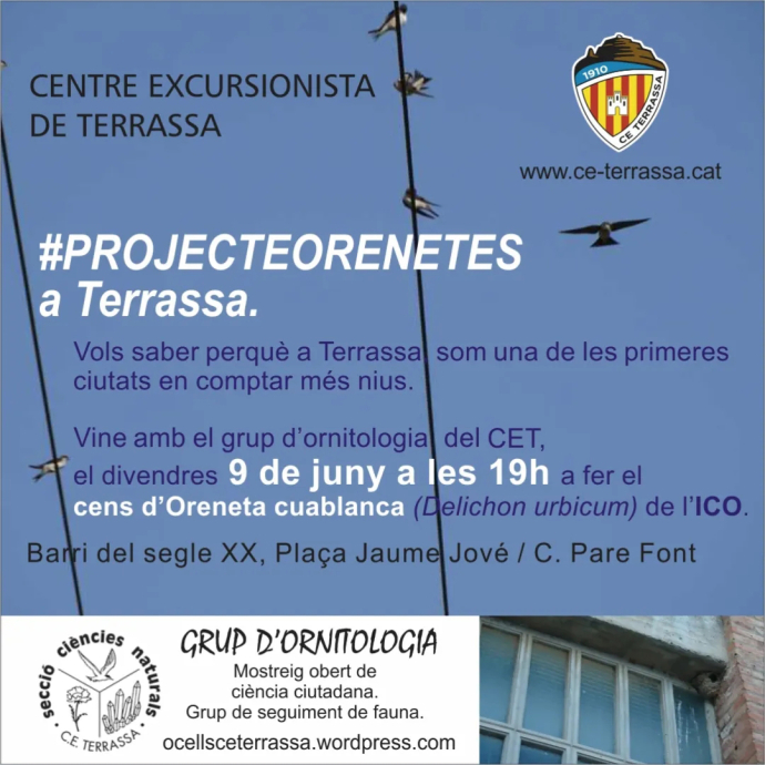 Projecte orenetes Terrassa