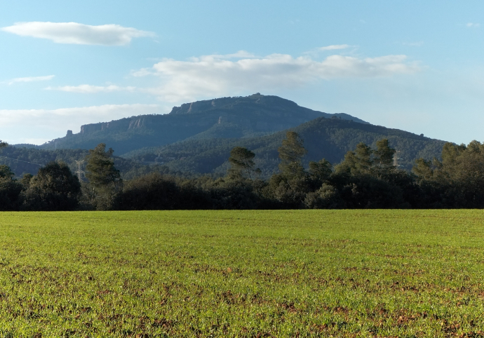 Conferència: «Les gramínies de Sant Llorenç del Munt i l'Obac, unes plantes postergades»